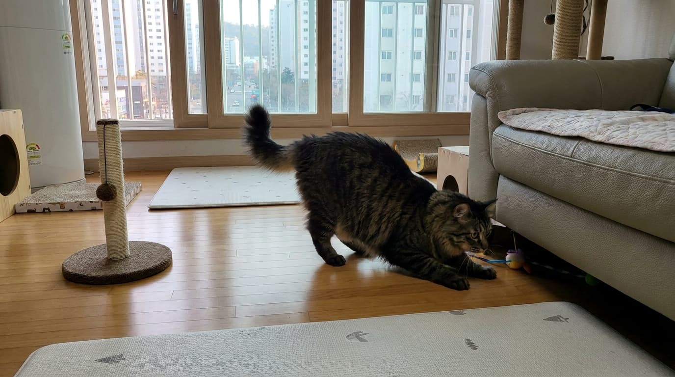 고양이가 엉덩이를 실룩실룩! ‘엉덩이 댄스’에 숨겨진 사냥 본능과 구분법