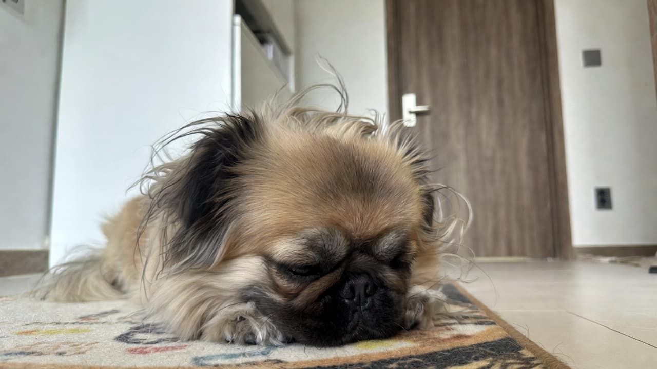 우리 강아지 숨소리가 쌕쌕거려요! 원인부터 대처법까지 안심이가 알려드립니다